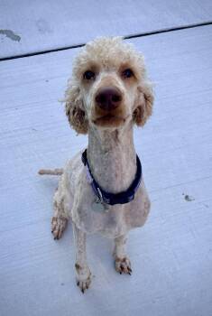 Luther -  Goldendoodle Dog for Adoption in Kalamazoo, Michigan - Luther | PetCurious