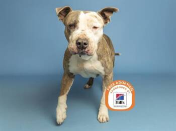 Pit Bull Terrier Dogs Available for Adoption - ROGER | PetCurious