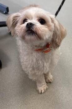 Shih Tzu Dogs Available for Adoption in Maryville, Tennessee - Messi | PetCurious