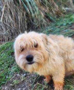 Huxley -  Shih Tzu Dog for Adoption in Manhasset, New York - Huxley | PetCurious