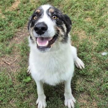 Flounder -  Anatolian Shepherd and Australian Shepherd Dog for Adoption in Milford, Iowa - Flounder | PetCurious