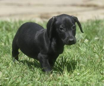 Austin -  Dachshund Dog for Adoption in Mechanicsburg, Pennsylvania - Austin | PetCurious