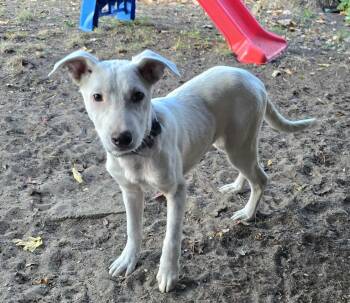 Rescue Labrador Retriever Dogs for Adoption in Grand Rapids, Michigan - Cotton | PetCurious