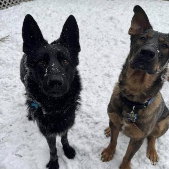 German Shepherd Dog Dogs Available for Adoption in Chicago, Illinois - Khloe | PetCurious