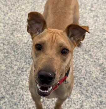 Moses -  Labrador Retriever Dog for Adoption in Golden, Colorado - Moses | PetCurious