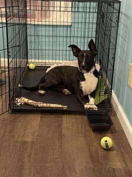 Mixed Breed Dogs Available for Adoption - CHRISSY | PetCurious