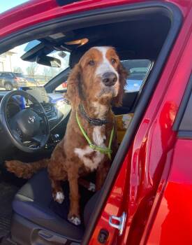 Irish Setter and Labradoodle Dogs Available for Adoption - Jingles | PetCurious