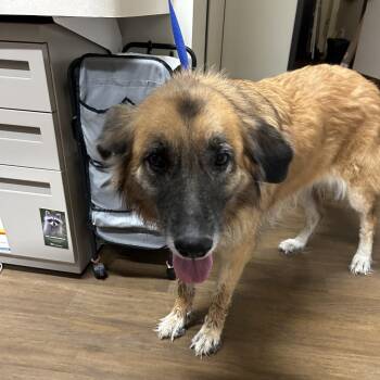 Lacy -  Shepherd Dog for Adoption in League City, Texas - Lacy | PetCurious
