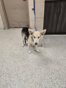 Rescue German Shepherd Dog and Mixed Breed Dogs for Adoption in Conroe, Texas - CARSON | PetCurious