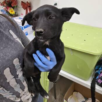 Dill -  Terrier and Mixed Breed Dog for Adoption in Spokane, Washington - Dill | PetCurious
