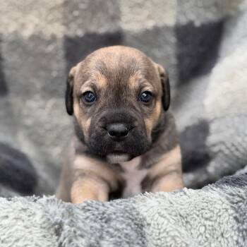 Elmo -  Labrador Retriever and Mixed Breed Dog for Adoption in Kanab, Utah - Elmo | PetCurious