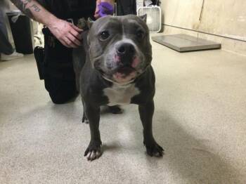 CHAPO -  Pit Bull Terrier Dog for Adoption in Riverside, California - CHAPO | PetCurious