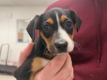 ROBIN -  Miniature Pinscher and Mixed Breed Dog for Adoption in Santa Rosa, California - ROBIN | PetCurious