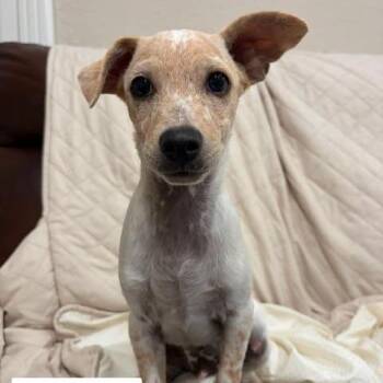 Ernie -  Terrier and Mixed Breed Dog for Adoption in Alma, Wisconsin - Ernie | PetCurious