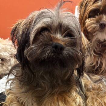 Terrier Dogs Available for Adoption - Coco Puff | PetCurious