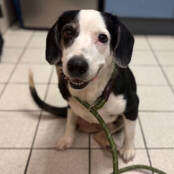 Awesome Blossom -  Mixed Breed Dog for Adoption in Charleston, West Virginia - Awesome Blossom | PetCurious