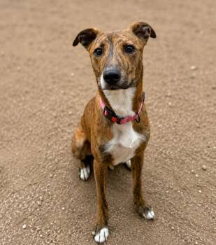 Spidey -  Mixed Breed Dog for Adoption in Lindenhurst, New York - Spidey | PetCurious