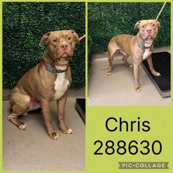 American Bulldog and Mixed Breed Dogs Available for Adoption in Macon, Georgia - CHRIS | PetCurious
