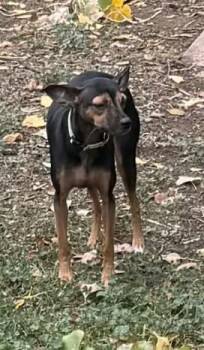 DAISY -  Miniature Pinscher and Chihuahua Dog for Adoption in Loveland, Colorado - DAISY | PetCurious