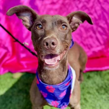 Rescue Dachshund and Mixed Breed Dogs for Adoption in Rowland Heights, California - DELILAH | PetCurious