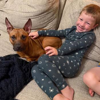 D13 "Winnie" -  Pit Bull Terrier Dog for Adoption in Valparaiso, Indiana - D13 "Winnie" | PetCurious