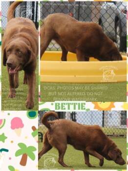 Labrador Retriever and Mixed Breed Dogs Available for Adoption in Kenansville, North Carolina - BETTIE | PetCurious