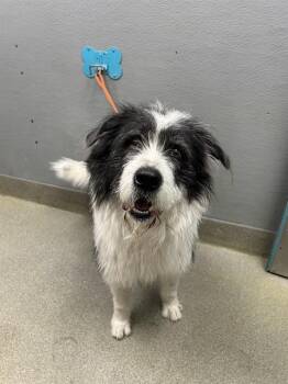 Old English Sheepdog Dogs Available for Adoption - SIR WILLIAM CHARLES WILSON I | PetCurious
