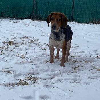 Beagle and Pointer Dogs Available for Adoption - Yeti | PetCurious