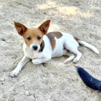 Pippa -  Terrier Dog for Adoption in Longview, Texas - Pippa | PetCurious