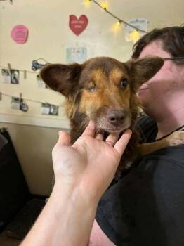 Voyager : Kes -  Shetland Sheepdog Sheltie Dog for Adoption in Aurora, Indiana - Voyager : Kes | PetCurious