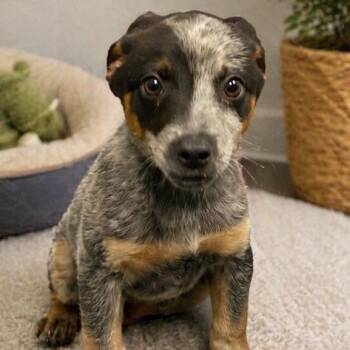 Australian Cattle Dog Blue Heeler and Mixed Breed Dogs Available for Adoption in Baton Rouge, Louisiana - Smokey | PetCurious