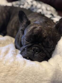French Bulldog Dogs Available for Adoption - P Aka Penny | PetCurious