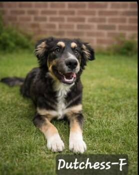 Great Pyrenees and Mixed Breed Dogs Available for Adoption in Albertville, Alabama - Duchess | PetCurious