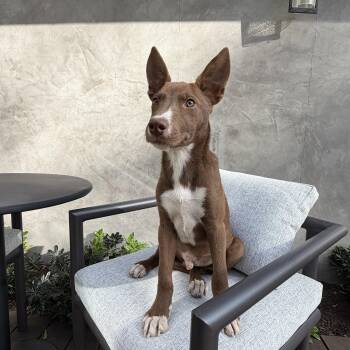 Chip -  Shepherd Dog for Adoption in Frazier Park, California - Chip | PetCurious