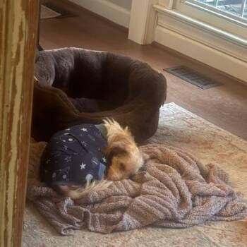Murphy -  Jack Russell Terrier Dog for Adoption in Raleigh, North Carolina - Murphy | PetCurious