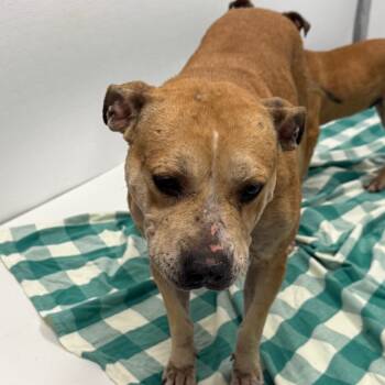 Rescue Pit Bull Terrier and Mixed Breed Dogs for Adoption in Madisonville, Tennessee - Luna | PetCurious