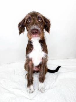 Hildie -  Terrier Dog for Adoption in Bixby, Oklahoma - Hildie | PetCurious
