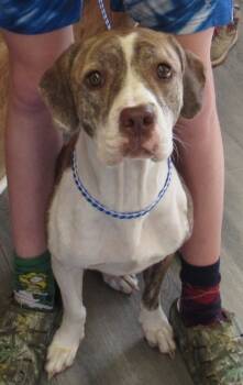 Rescue Pit Bull Terrier and Mixed Breed Dogs for Adoption in West Memphis, Arkansas - Lulu | PetCurious