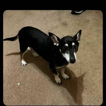 Rescue Chihuahua Dogs for Adoption in New Castle, Delaware - Elm | PetCurious