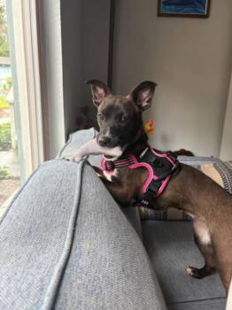 Chihuahua and Mixed Breed Dogs Available for Adoption in Santa Cruz, California - YUZU* | PetCurious