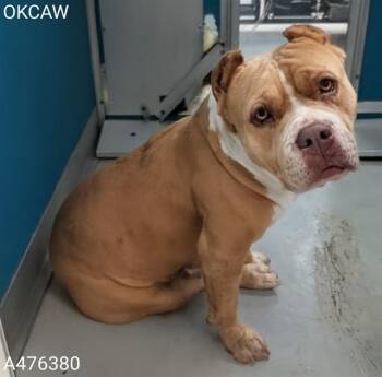 A476380 -  Pit Bull Terrier Dog for Adoption in Oklahoma City, Oklahoma - A476380 | PetCurious