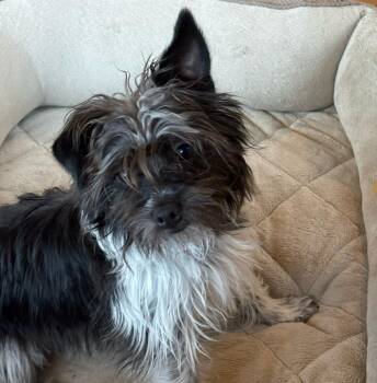 Shih Tzu Dogs Available for Adoption in Friday Harbor, Washington - Sprocket | PetCurious