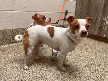 DIESEL -  Chihuahua and Mixed Breed Dog for Adoption in Colorado Springs, Colorado - DIESEL | PetCurious