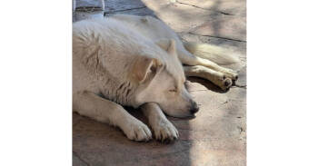 Rescue Great Pyrenees Dogs for Adoption in Dallas, Texas - Bear | PetCurious