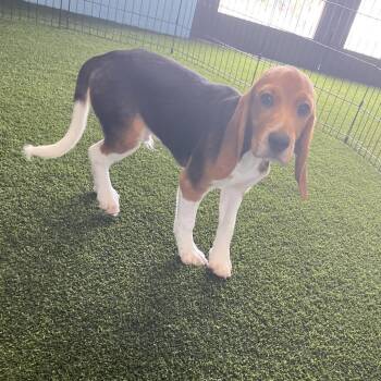 CHM6 9143 -  Beagle Dog for Adoption in Loxahatchee Groves, Florida - CHM6 9143 | PetCurious