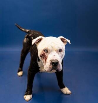 Pen Ic-6 Louie -  Pit Bull Terrier Dog for Adoption in Lawrenceville, Georgia - Pen Ic-6 Louie | PetCurious