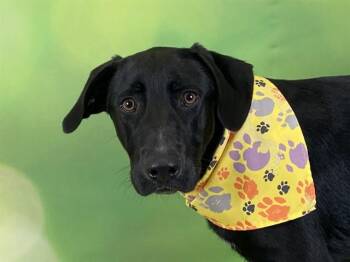 JASPER -  Labrador Retriever and Mixed Breed Dog for Adoption in Fort Lauderdale, Florida - JASPER | PetCurious