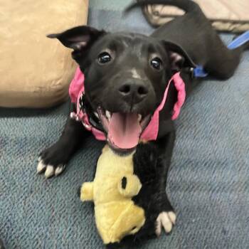 June Bug -  Mixed Breed and Terrier Dog for Adoption in Ashland, Oregon - June Bug | PetCurious