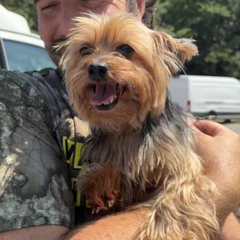 Maya -  Yorkshire Terrier Dog for Adoption in Columbia, South Carolina - Maya | PetCurious