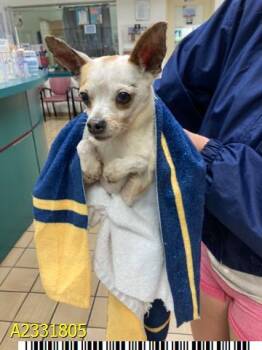 Mixed Breed Dogs Available for Adoption in West Palm Beach, Florida - SONNY | PetCurious